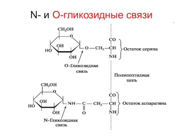 N- и O-гликозидные связи