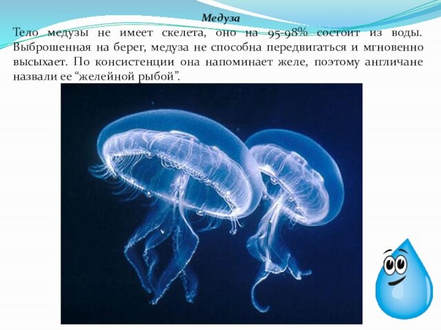 Медуза Тело медузы не имеет скелета, оно на 95-98% состоит из воды. Выброшенная на берег,