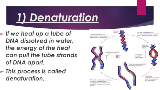 1) Denaturation If we heat up a tube of DNA dissolved in water, the energy