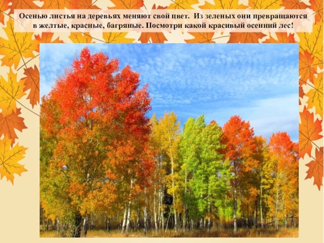 Осенью листья на деревьях меняют свой цвет. Из зеленых они превращаются в желтые, красные, багряные.