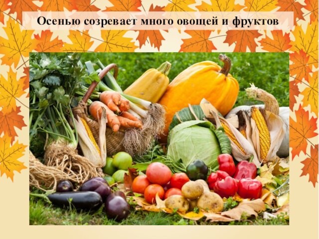 Осенью созревает много овощей и фруктов
