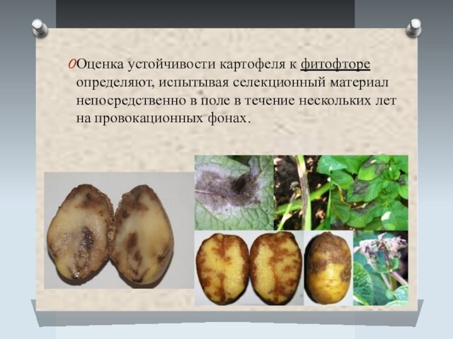 Оценка устойчивости картофеля к фитофторе определяют, испытывая селекционный материал непосредственно в поле в течение нескольких