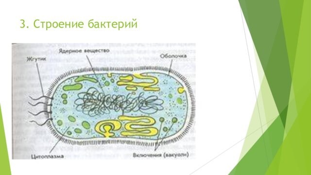3. Строение бактерий