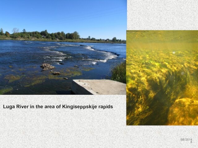 5/6/2014Luga River in the area of Kingiseppskije rapids