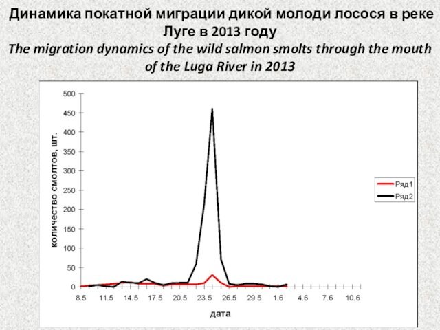 Динамика покатной миграции дикой молоди лосося в реке Луге в 2013 году The migration