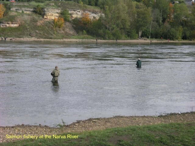 Salmon fishery at the Narva River