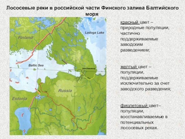 Лососевые реки в российской части Финского залива Балтийского моря красный цвет – природные популяции, частично