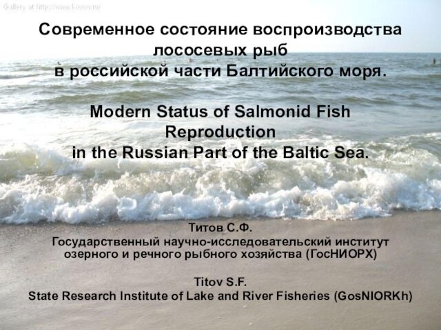 Современное состояние воспроизводства лососевых рыб  в российской части Балтийского моря.  Modern Status of