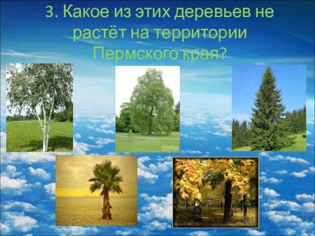 3. Какое из этих деревьев не растёт на