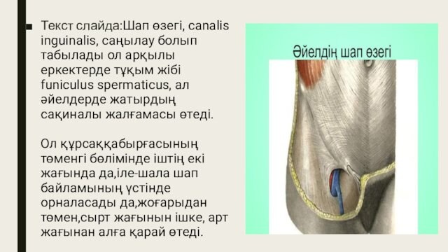 Текст слайда:Шап өзегі, canalis inguinalis, саңылау болып табылады ол арқылы еркектерде тұқым жібі funiculus spermaticus,
