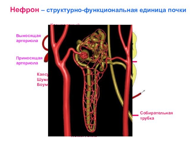 Капсула Шумлянского-БоуменаПриносящая артериолаВыносящая артериолаПроксимальный извитой каналецСобирательная трубкаПетля ГенлеКапиллярный клубочекНефрон – структурно-функциональная единица почки