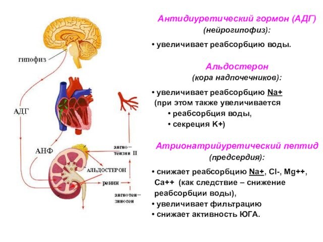 Антидиуретический гормон (АДГ)   (нейрогипофиз): увеличивает реабсорбцию воды.Альдостерон (кора надпочечников): увеличивает реабсорбцию Na+(при этом