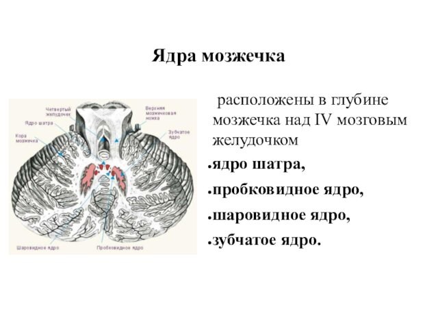 Ядра мозжечка расположены в глубине мозжечка над IV мозговым желудочком ядро шатра, пробковидное ядро, шаровидное