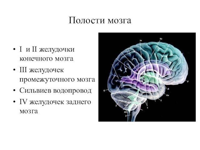 Полости мозга I и II желудочки конечного мозгаIII желудочек промежуточного мозгаСильвиев водопроводIV желудочек заднего мозга
