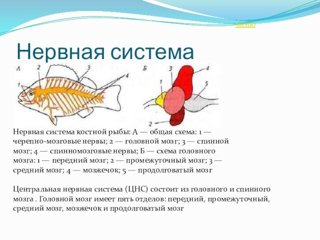Нервная системаНервная система костной рыбы: А — общая схема: 1 — черепно-мозговые нервы; 2 —