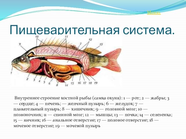 Пищеварительная система. Внутреннее строение костной рыбы (самка окуня): 1 — рот; 2 — жабры; 3