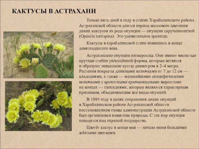 КАКТУСЫ В АСТРАХАНИТолько пять дней в году в степях Харабалинского района Астраханской области длится период массового цветения