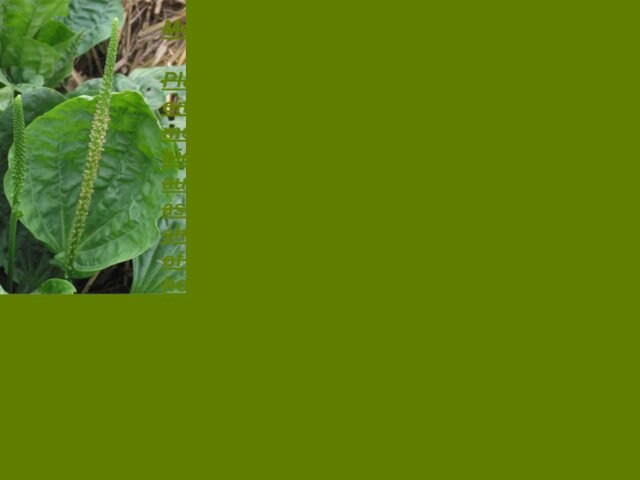 Medicinal use  Plantain is found all over the world, and is one of the