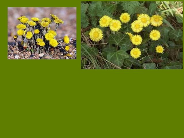 Traditional uses  Coltsfoot has been used in herbal medicine[8] and has been consumed as