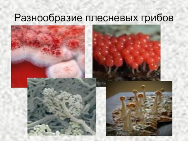 Разнообразие плесневых грибов