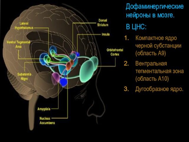Дофаминергические нейроны в мозге.В ЦНС:Компактное ядро черной субстанции (область А9)Вентральная тегментальная зона (область А10)Дугообразное ядро.