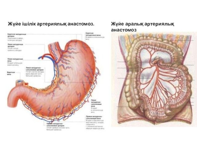 Жүйе ішілік артериялық анастомоз.Жүйе аралық артериялық анастомоз