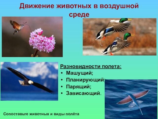 Движение животных в воздушной средеРазновидности полета:Машущий;Планирующий;Парящий;Зависающий.Сопоставьте животных и виды полёта