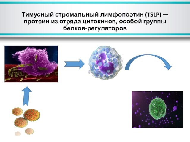 Тимусный стромальный лимфопоэтин (TSLP) — протеин из отряда цитокинов, особой группы белков-регуляторов