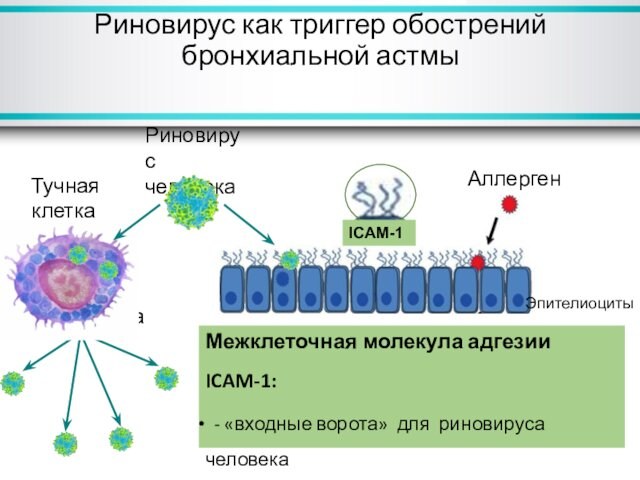 Межклеточная молекула адгезии ICAM-1:   - «входные ворота» для риновируса человека   участвует