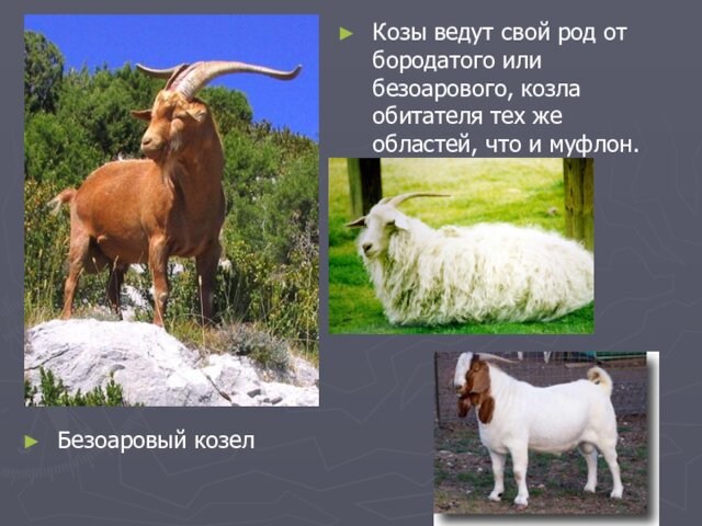 Безоаровый козелКозы ведут свой род от бородатого или безоарового, козла обитателя тех же областей, что