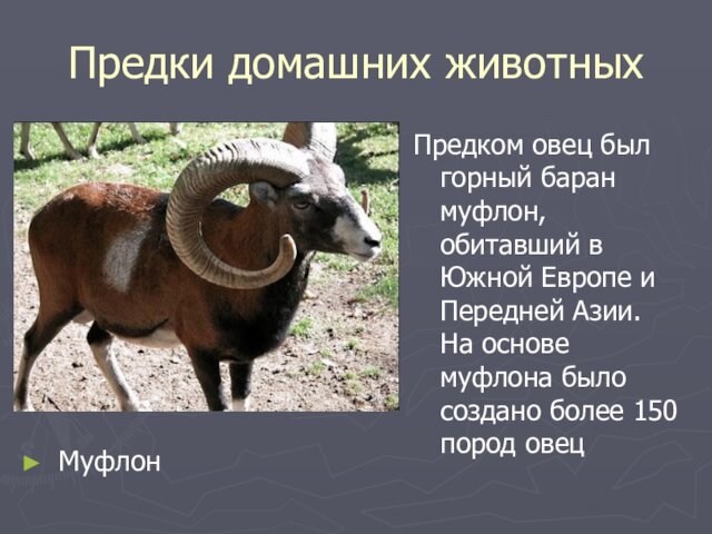 Предки домашних животныхМуфлонПредком овец был горный баран муфлон, обитавший в Южной Европе и Передней Азии.