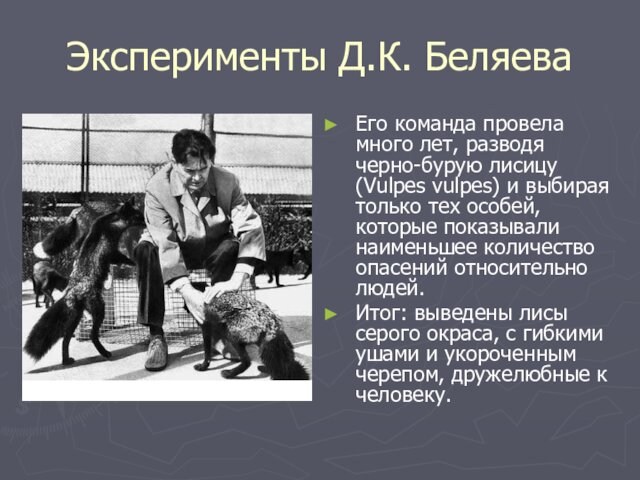 Эксперименты Д.К. Беляева  Его команда провела много лет, разводя черно-бурую лисицу (Vulpes vulpes) и