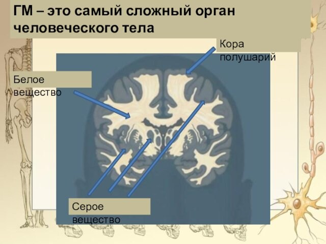 Кора полушарийГМ – это самый сложный орган человеческого телаБелое веществоСерое вещество