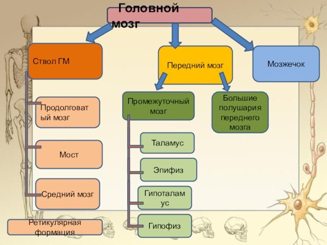 Передний мозгМозжечокПромежуточный мозгСтвол ГМСредний мозгМостПродолговатый мозгГипоталамусЭпифизТаламус Головной мозгГипофизБольшие полушария переднего мозгаРетикулярная формация