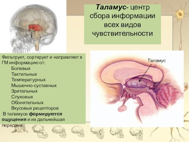 Таламус- центр сбора информации всех видов чувствительности
 Фильтрует, сортирует и направляет в ГМ информацию от:БолевыхТактильныхТемпературныхМышечно-суставныхЗрительныхСлуховыхОбонятельных