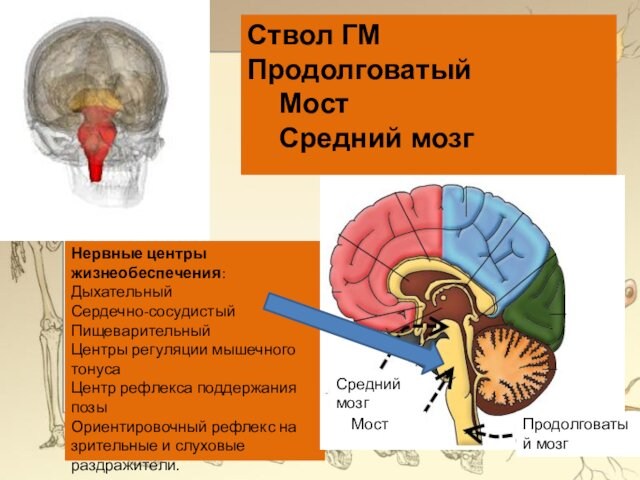 Нервные центры жизнеобеспечения: ДыхательныйСердечно-сосудистыйПищеварительныйЦентры регуляции мышечного тонусаЦентр рефлекса поддержания позыОриентировочный рефлекс на зрительные и слуховые