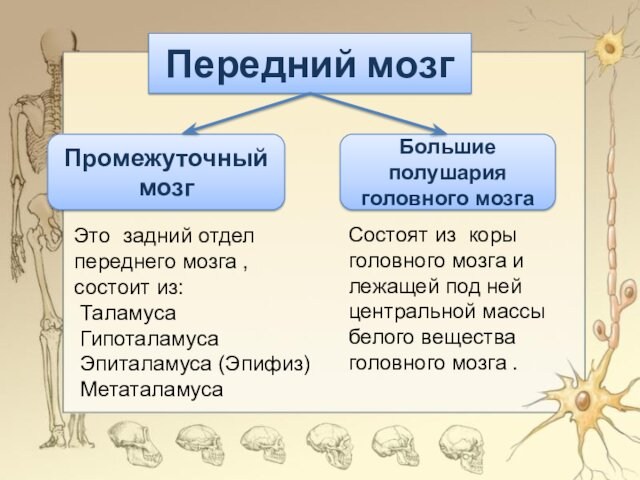 Передний мозгПромежуточный мозгБольшие полушария головного мозгаЭто задний отдел переднего мозга , состоит из: Таламуса Гипоталамуса