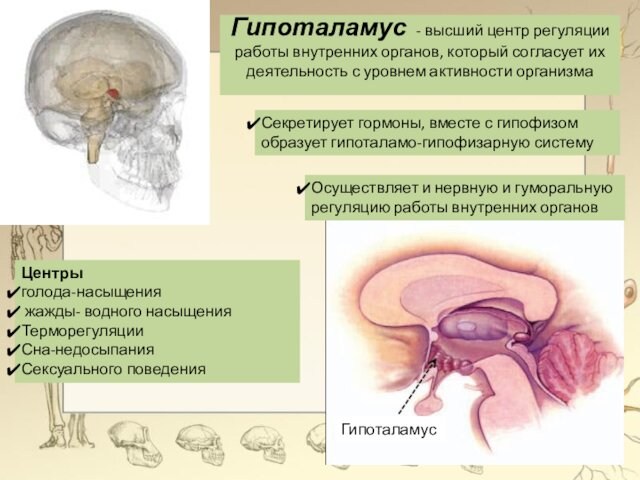 Гипоталамус - высший центр регуляции работы внутренних органов, который согласует их деятельность с уровнем активности