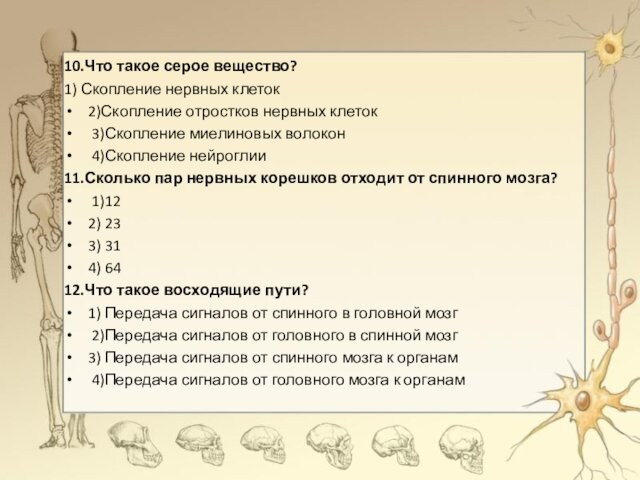 10.Что такое серое вещество?1) Скопление нервных клеток2)Скопление отростков нервных клеток 3)Скопление миелиновых волокон 4)Скопление нейроглии11.Сколько пар нервных корешков