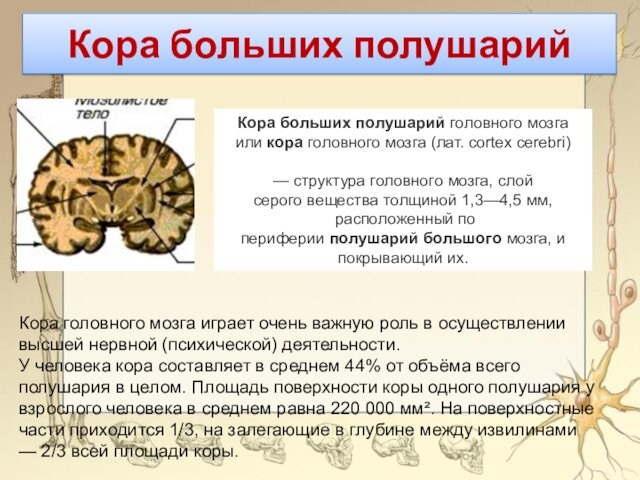 Кора больших полушарийКора головного мозга играет очень важную роль в осуществлении высшей нервной (психической) деятельности.У
