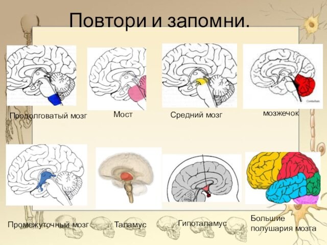 Повтори и запомни.Промежуточный мозгТаламусПродолговатый мозгСредний мозгМостГипоталамусмозжечокБольшие полушария мозга