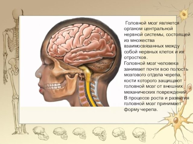  Головной мозг является органом центральной нервной системы, состоящей из множества взаимосвязанных между собой нервных клеток и