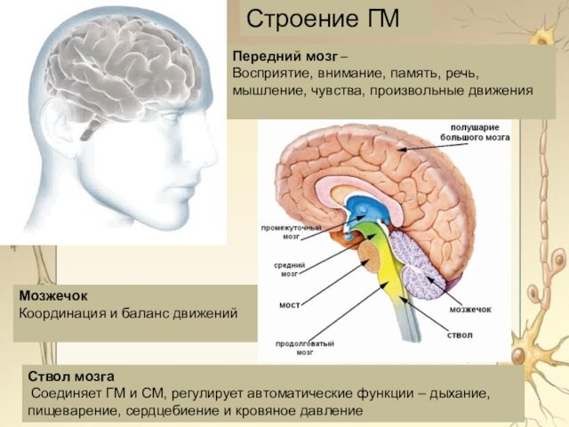 МозжечокКоординация и баланс движений Передний мозг – Восприятие, внимание, память, речь, мышление, чувства, произвольные движения