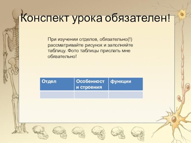 Конспект урока обязателен!При изучении отделов, обязательно(!) рассматривайте рисунок и заполняйте таблицу. Фото таблицы прислать мне обязательно!