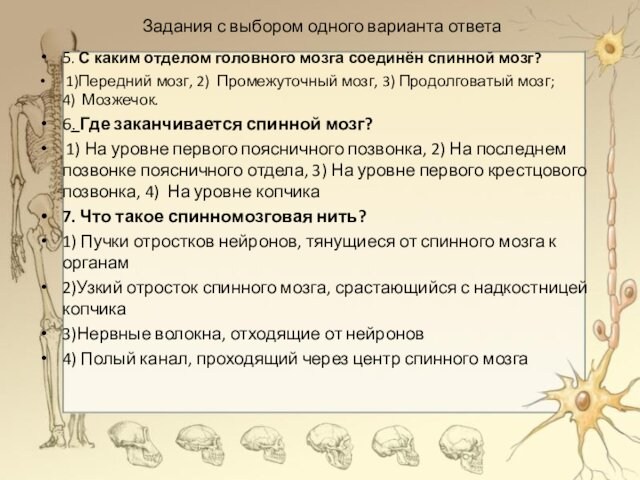 Задания с выбором одного варианта ответа5. С каким отделом головного мозга соединён спинной мозг? 1)Передний мозг,