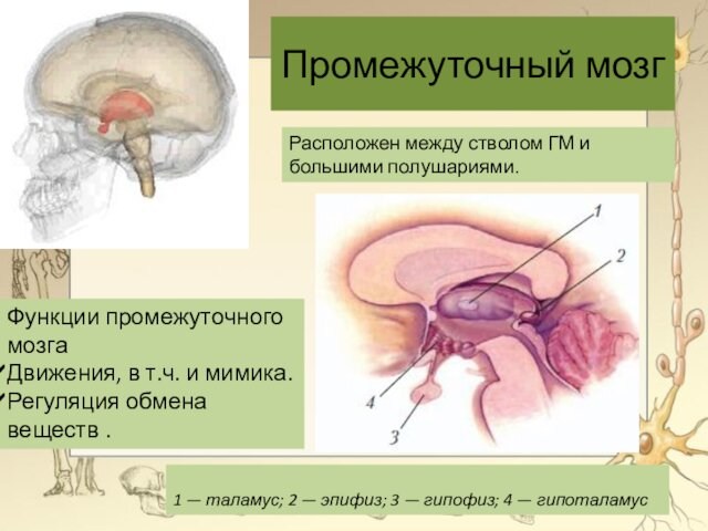 Промежуточный мозг1 — таламус; 2 — эпифиз; 3 — гипофиз; 4 — гипоталамусРасположен между стволом