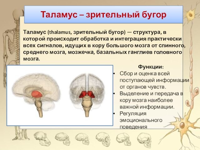 Таламус – зрительный бугорТаламус (thalamus, зрительный бугор) — структура, в которой происходит обработка и интеграция