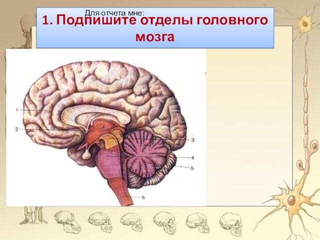 1. Подпишите отделы головного мозгаДля отчета мне: