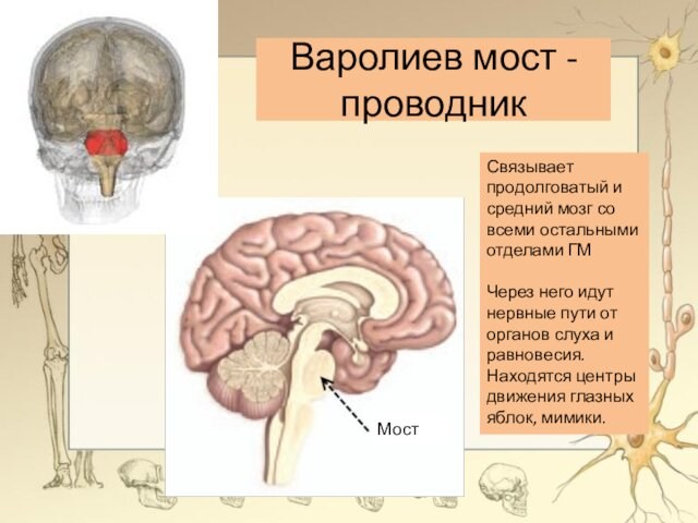 Варолиев мост - проводникСвязывает продолговатый и средний мозг со всеми остальными отделами ГМЧерез него идут