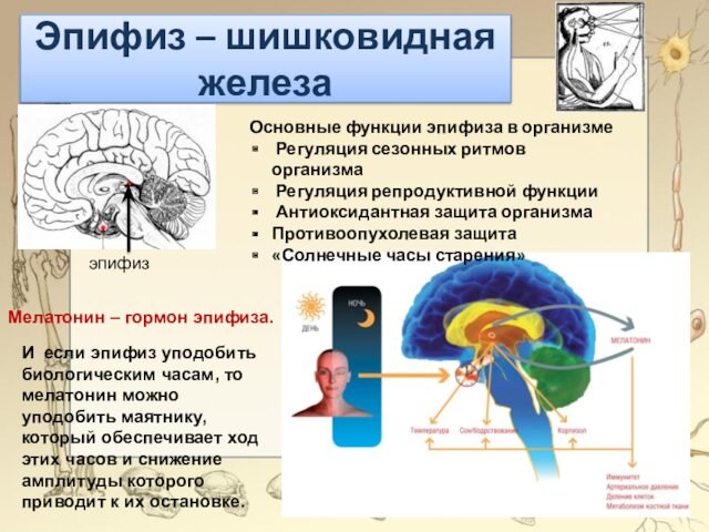 Эпифиз – шишковидная железаОсновные функции эпифиза в организме Регуляция сезонных ритмов организма Регуляция репродуктивной функции